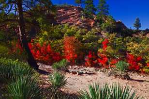 Zion Fall Color-3878.jpg Zion Fall Color-3878.jpg